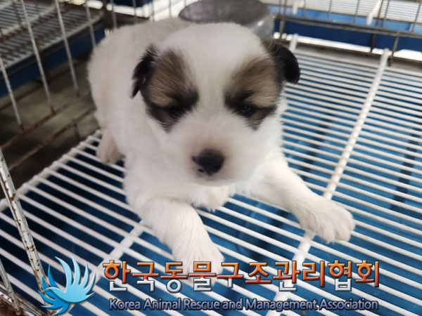 한국동물구조관리협회_411303202300691